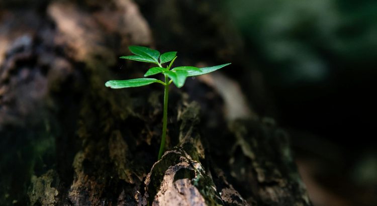 selective focus photo of green plant seedling on tree trunk